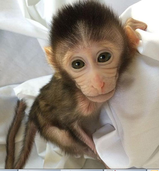 转基因猴成攻克自闭症利剑，首个非人灵长类自闭症模型建立