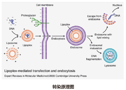细胞转染不朽情缘mg官网