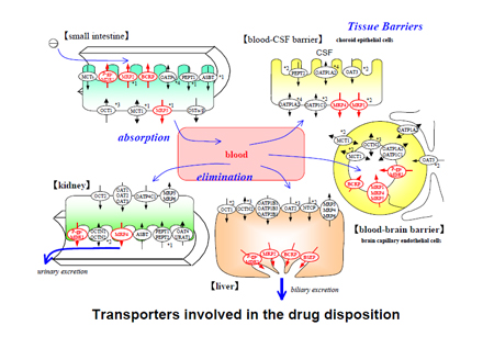 药物转运体在药物吸收、分布、代谢、排泄中的作用