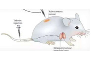 围观:临床前小鼠模型如何。