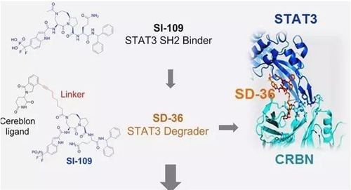 结构优化得到的SH2结合分子SI-109与CRBN结合，得到SD-36
