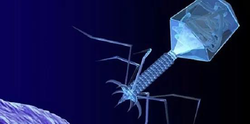 噬菌体疗法、溶瘤病毒，以及构建细胞表达载体的病毒转染因子等都体现出病毒对人类善良温和的一面