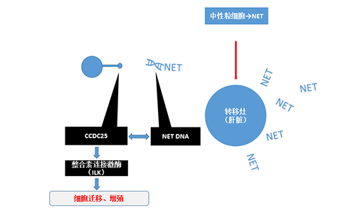 除了单纯的捕获，NET DNA与CCDC-25的结合还增强了癌细胞的侵袭行为，促进了癌症的肝转移。