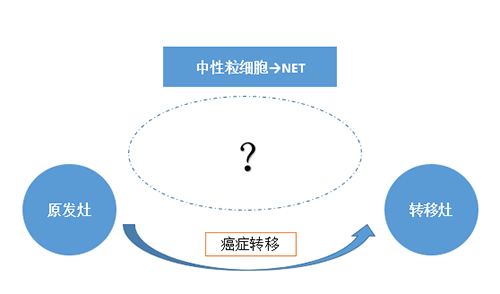 NET可能会通过某些方式“捕获”或“唤醒”癌细胞，从而造成癌细胞的迁移。