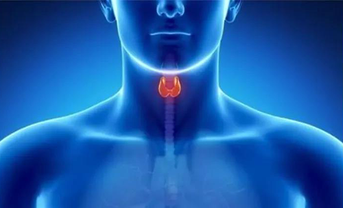 Science速递 | 揭开甲状腺的神秘面纱，开启代谢药物新征程