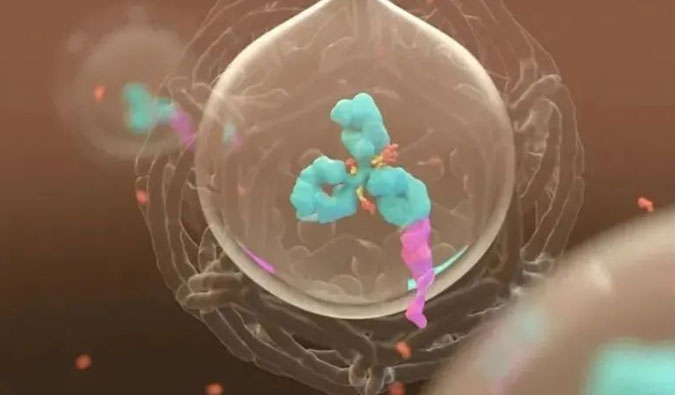 美研 | ADC，为靶向给药而精准深耕