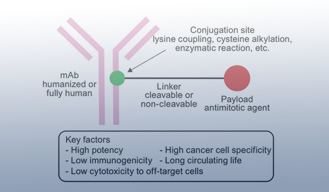 ADC药物：迎接市场热潮，攻破研发壁垒