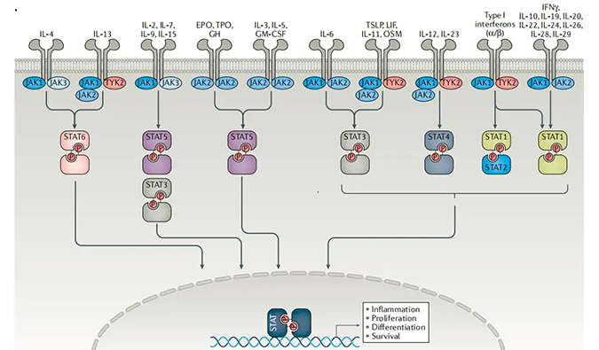 精准建模，把握解开自身免疫性疾病治疗研究的钥匙