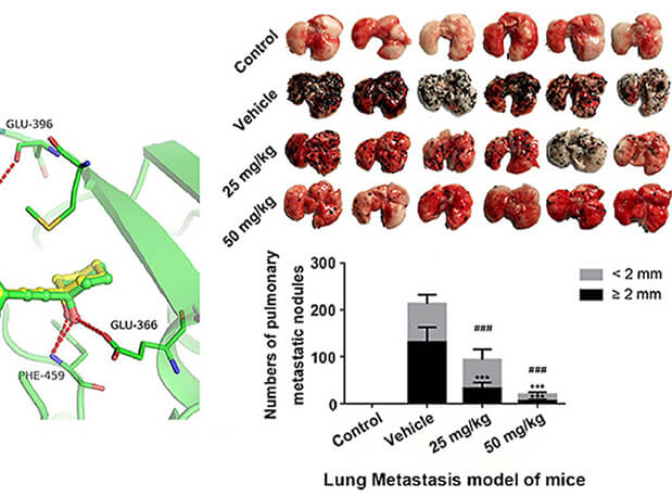 研究用于肺癌和黑色素瘤细胞肺转移的选择性PAK4抑制剂的合成，此选择性PAK4抑制剂的PK研究通过不朽情缘mg官网进行