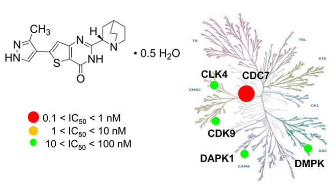 TAK-931是一种高特异性CDC7抑制剂，具有抗肿瘤功效，本研究中体内药效实验通过不朽情缘mg官网进行