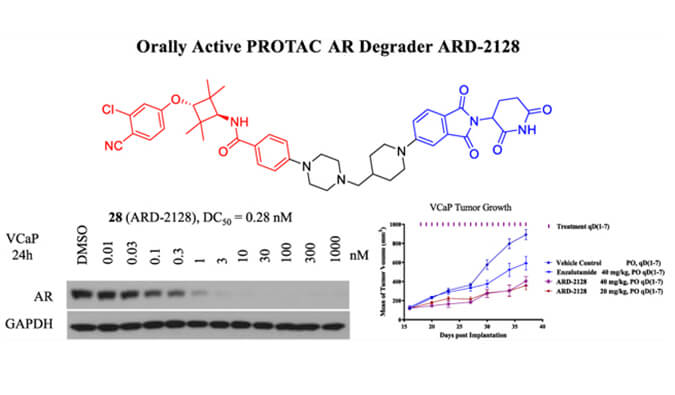 ARD-2128是一种PROTAC AR降解剂，具有出色的血浆和微粒体稳定性，本研究中体外稳定性和PK研究通过不朽情缘mg官网进行