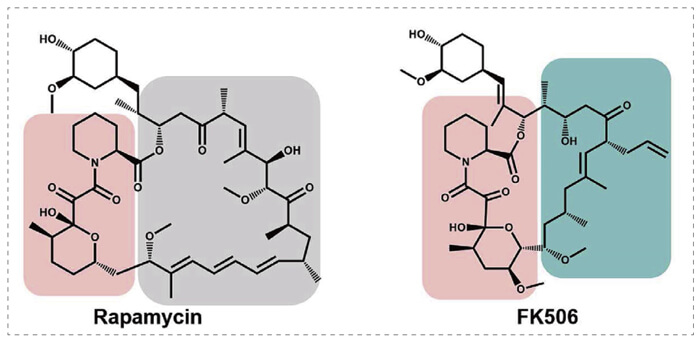 5-雷帕霉素、FK506-诱导的-FKBP-蛋白质相互作用.jpg