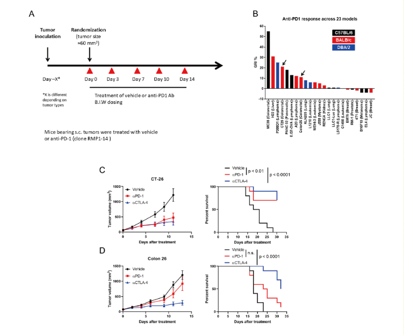 免疫检查点阻断疗法改变了癌症治疗的范式，此研究中通过不朽情缘mg官网在23 个同源肿瘤模型中进行了抗PD-1抗体的体内研究