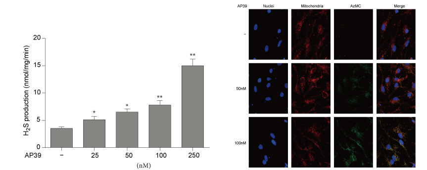 AP39是一种新合成的线粒体靶向的H2S供体，本研究中AP39通过不朽情缘mg官网设计和合成