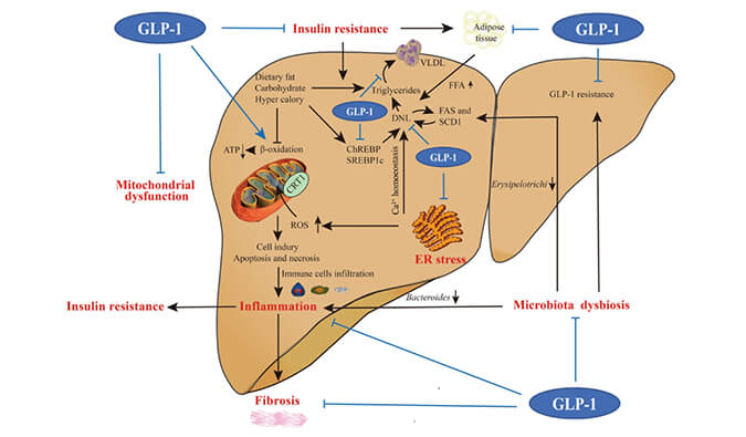 谁将成为 2024年全球生物医药首个黑马？NASH领域突破性药物即将问世？