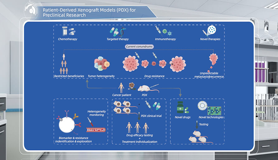 什么是临床前研究的PDX（人源肿瘤异种移植）模型？