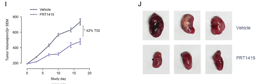 MCL1抑制剂在多种实体瘤和血液肿瘤模型中显示抗肿瘤效果，本研究中药效实验通过不朽情缘mg官网进行